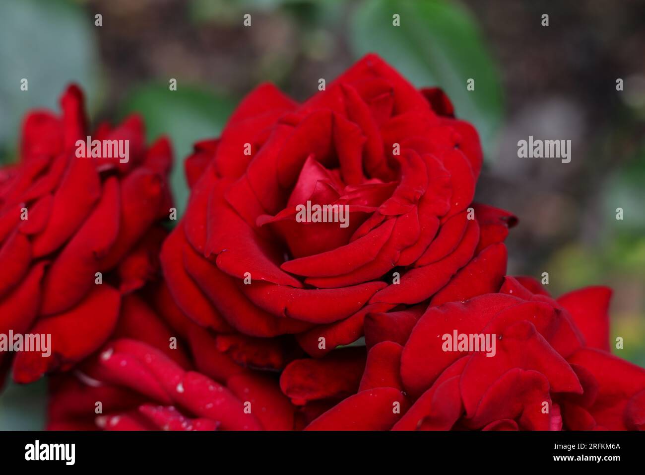 un bouquet de roses rouge vif en pleine floraison dans le jardin d'été Banque D'Images