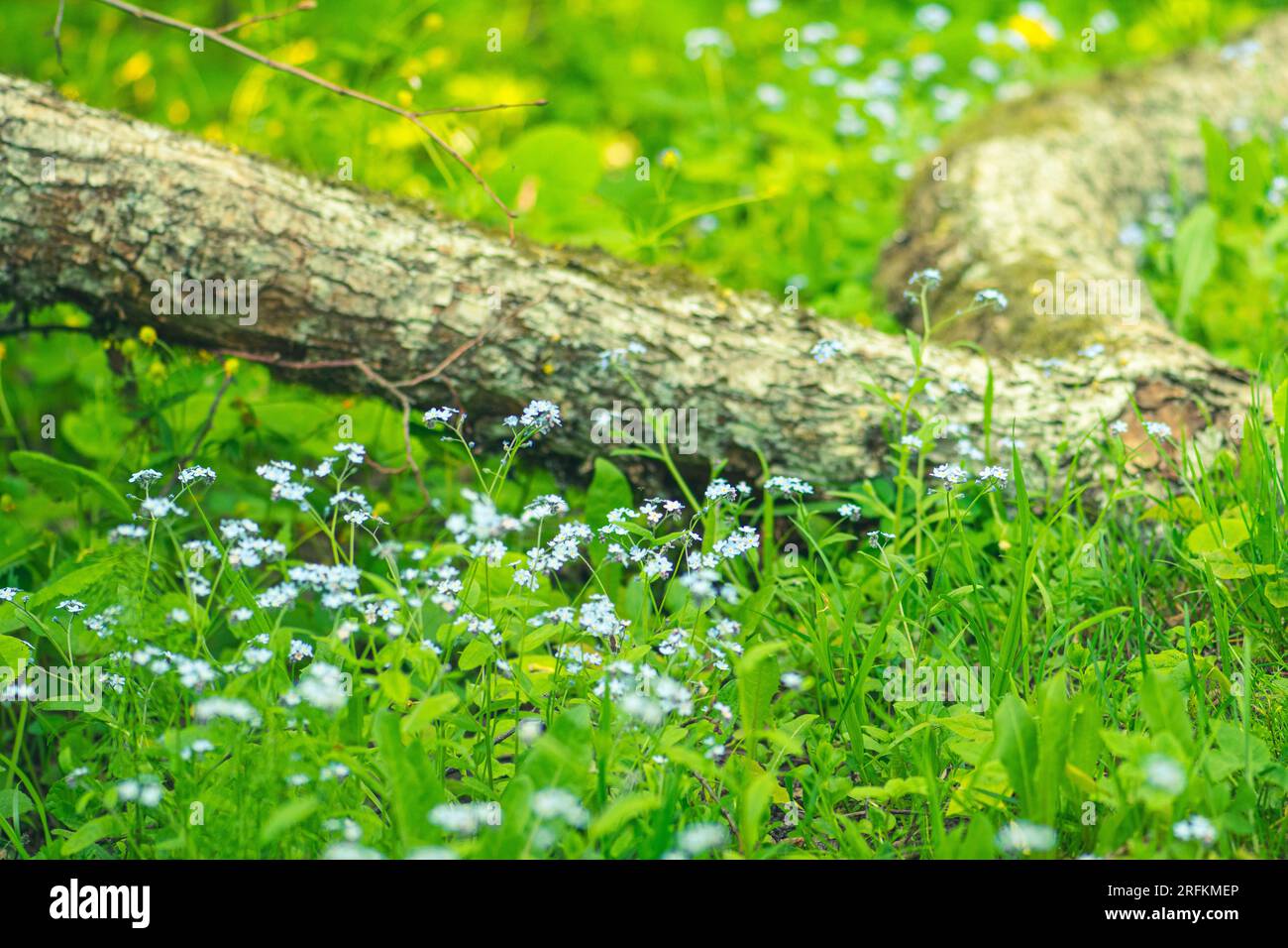 Beau fond de forêt ou de parc avec de l'herbe verte, des petites fleurs printanières blanches et jaunes et le tronc tombé couvert par la mousse Banque D'Images