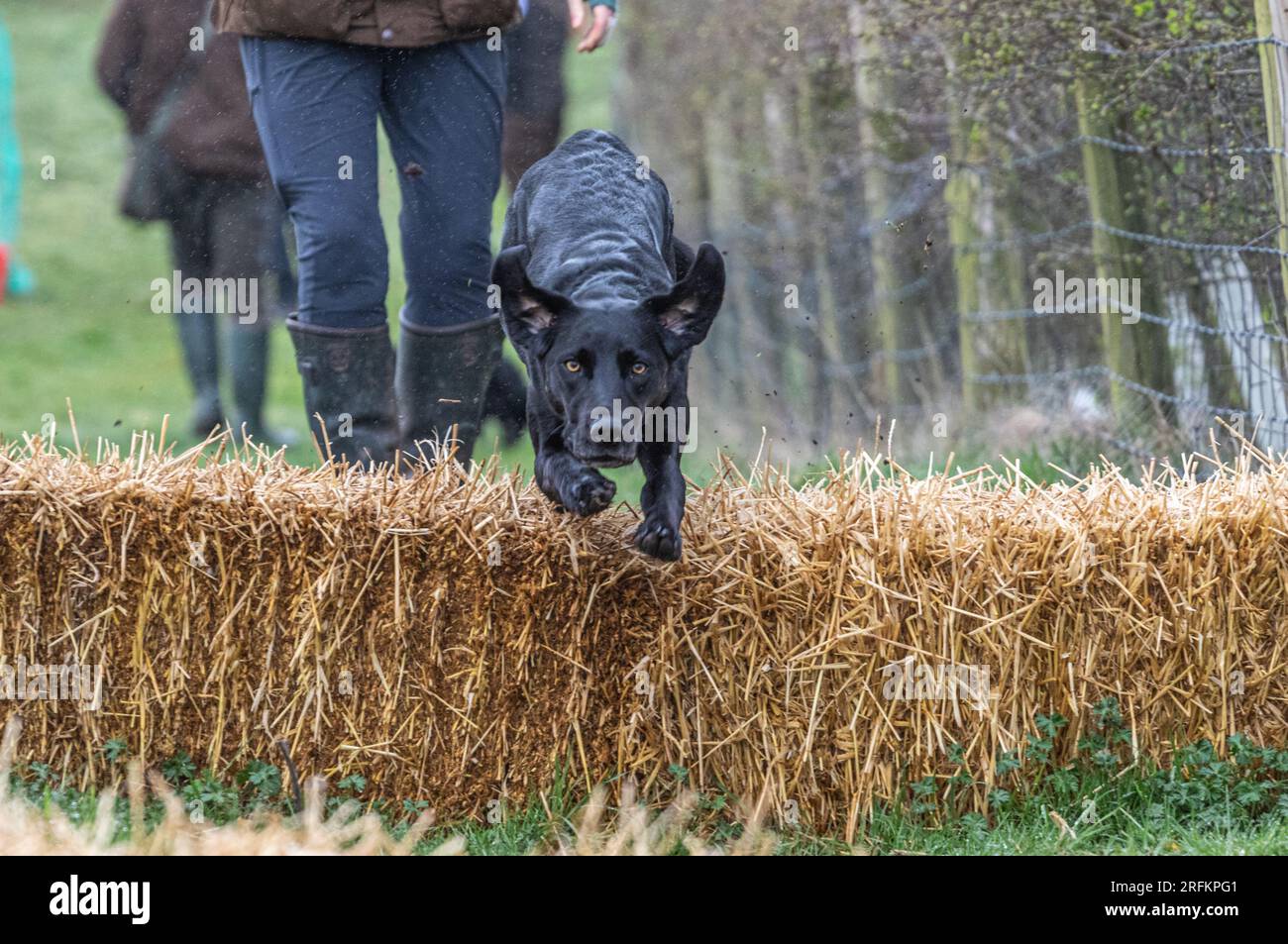 Séance de dressage de chien Labrador Retriever avec Volucris Gundog Training. Pratiquer les récupérations vues et aveugles avec leurs gestionnaires Banque D'Images