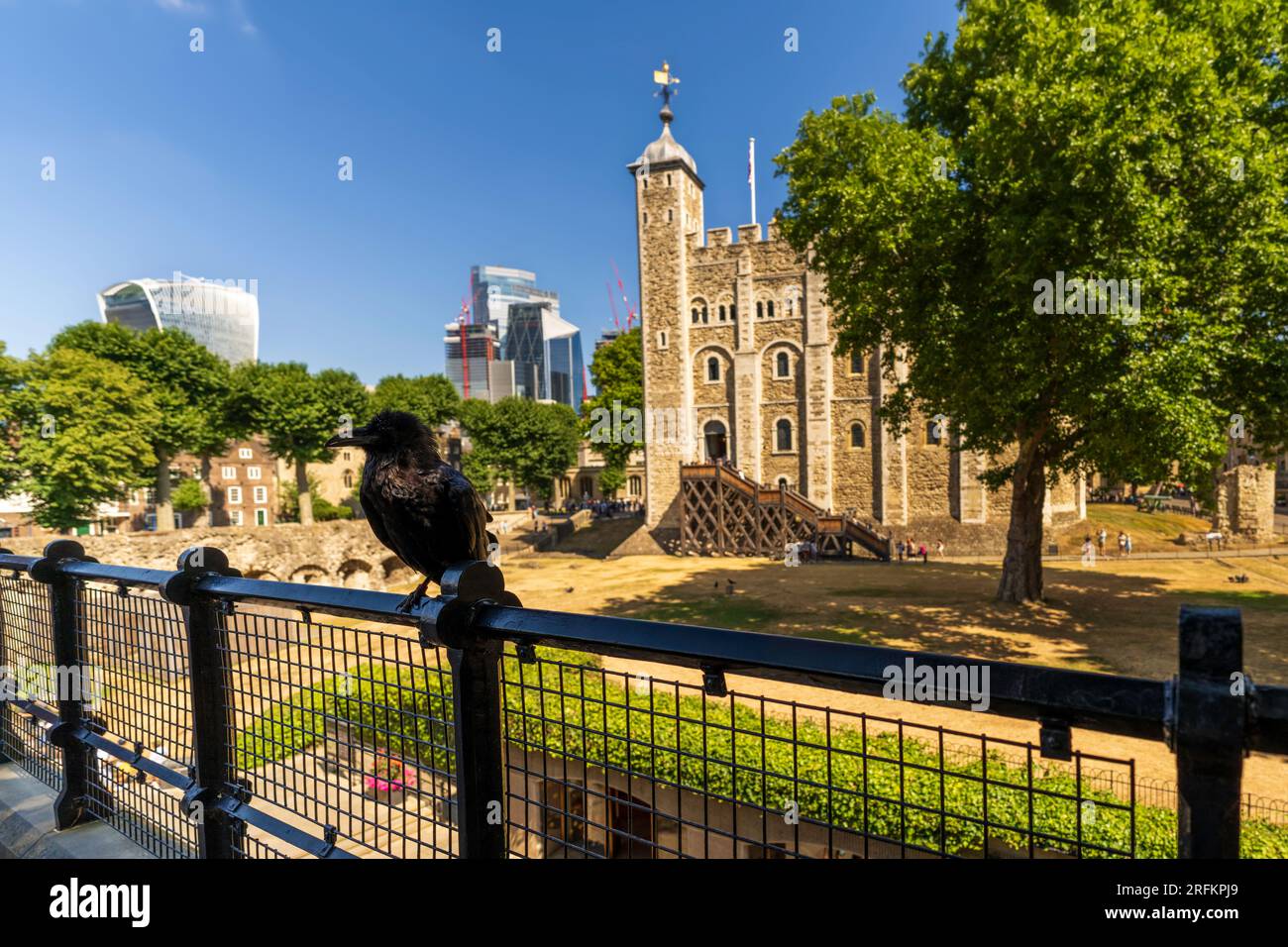 Londres, Angleterre, Royaume-Uni - 16 juillet 2022.la Tour de Londres, Tower Ravens avec la Tour Blanche. L'oiseau noir est censé protéger la Couronne et la Tour. Banque D'Images
