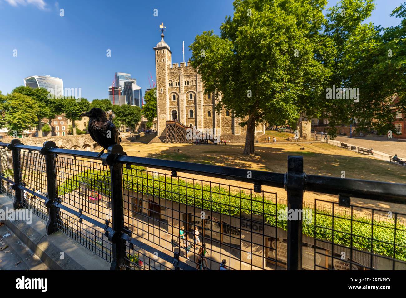 Londres, Angleterre, Royaume-Uni - 16 juillet 2022.la Tour de Londres Raven avec la Tour Blanche. On croit traditionnellement que l'oiseau protège la Couronne et la Tour. Banque D'Images