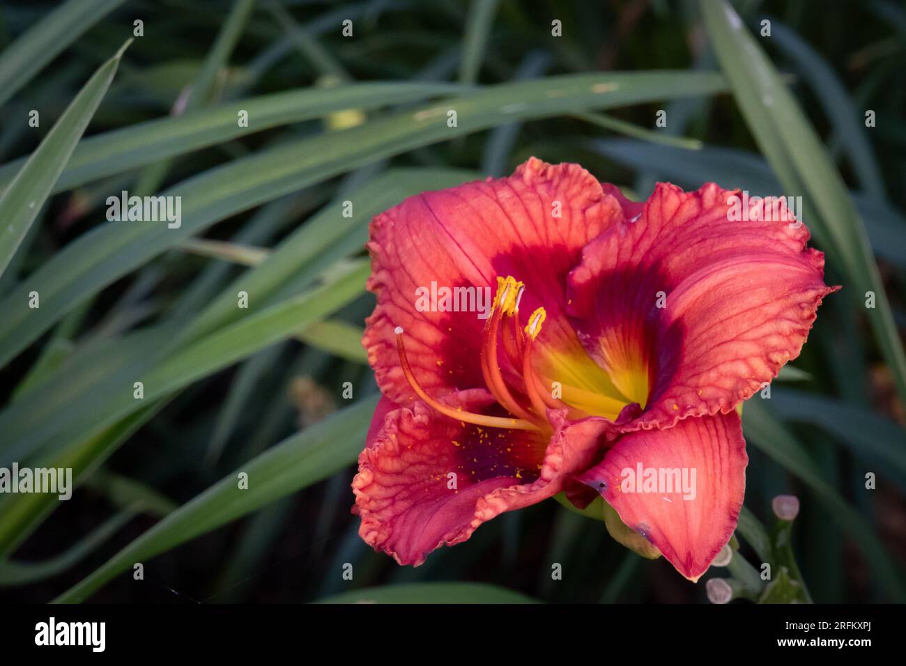 le nénuphar bordeaux de corail profond fleurit avec un centre jaune Banque D'Images