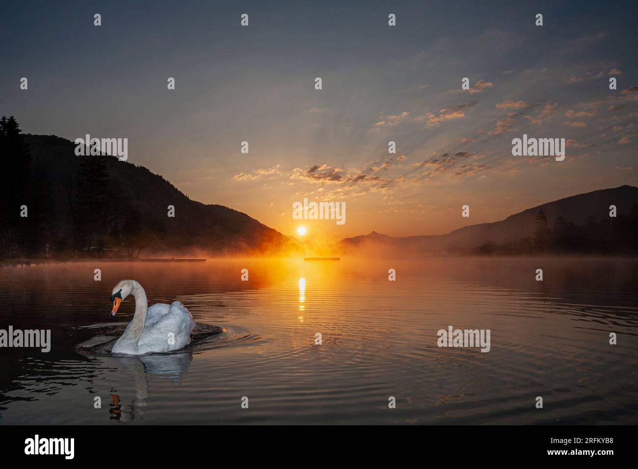 Muet Swan, Cygnus olor, lever du soleil, Walch Lake, Kaiserwinkl, Tyrol, Autriche Banque D'Images