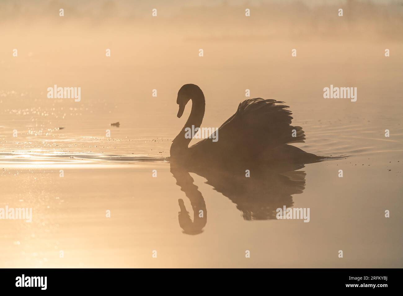 Mute Swan, Cygnus olor, Walch Lake, Kaiserwinkl, Tyrol, Autriche Banque D'Images