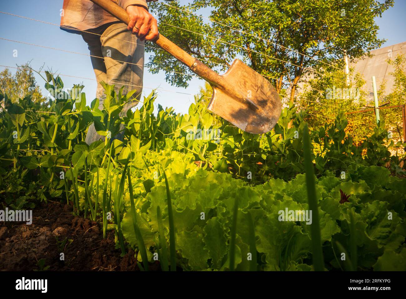 Le fermier se tient avec une pelle dans le jardin de la ferme. Concept de jardinage. Travaux agricoles sur la plantation Banque D'Images