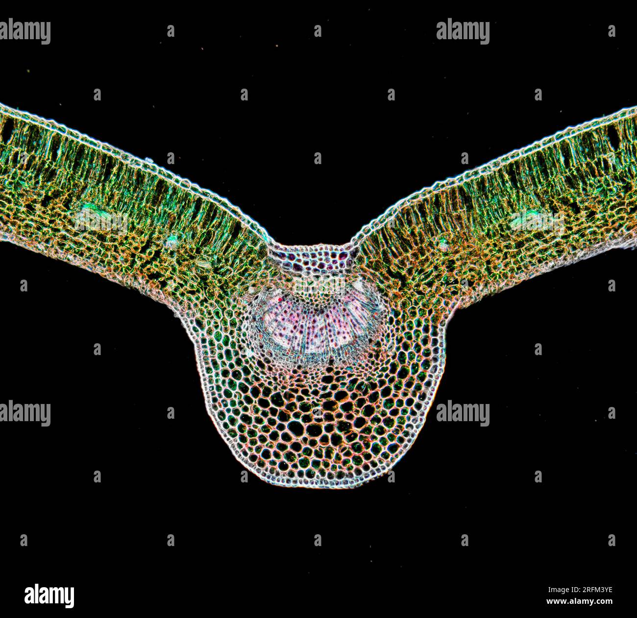 Vantail privet, TS. Ligustrum vulgare, photomicrographe à fond noir Banque D'Images