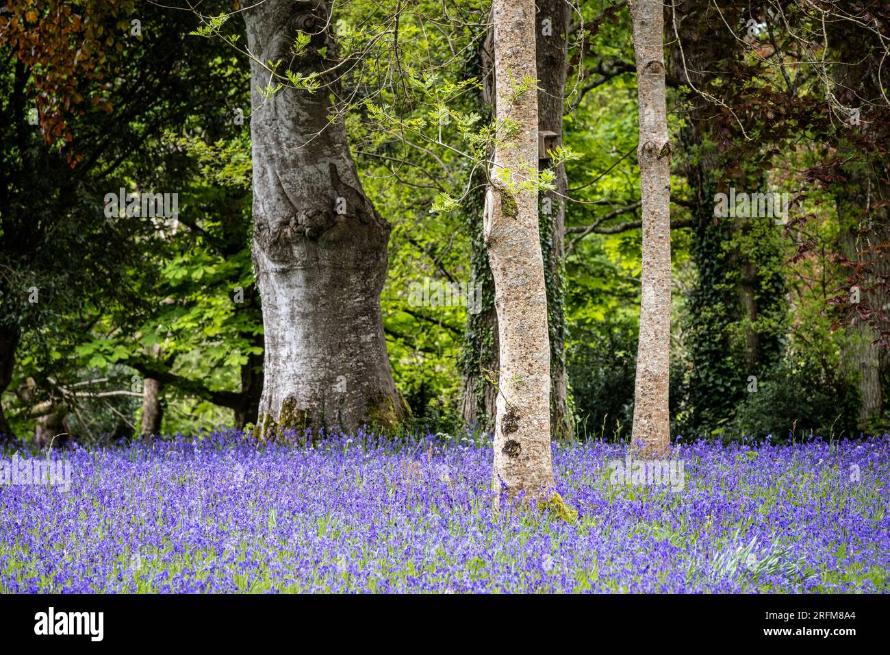 Un champ de Bluebells anglais commun jacinthoides non-script dans le calme historique parc Lye dans Enys Gardens à Penryn en Cornouailles au Royaume-Uni. Banque D'Images