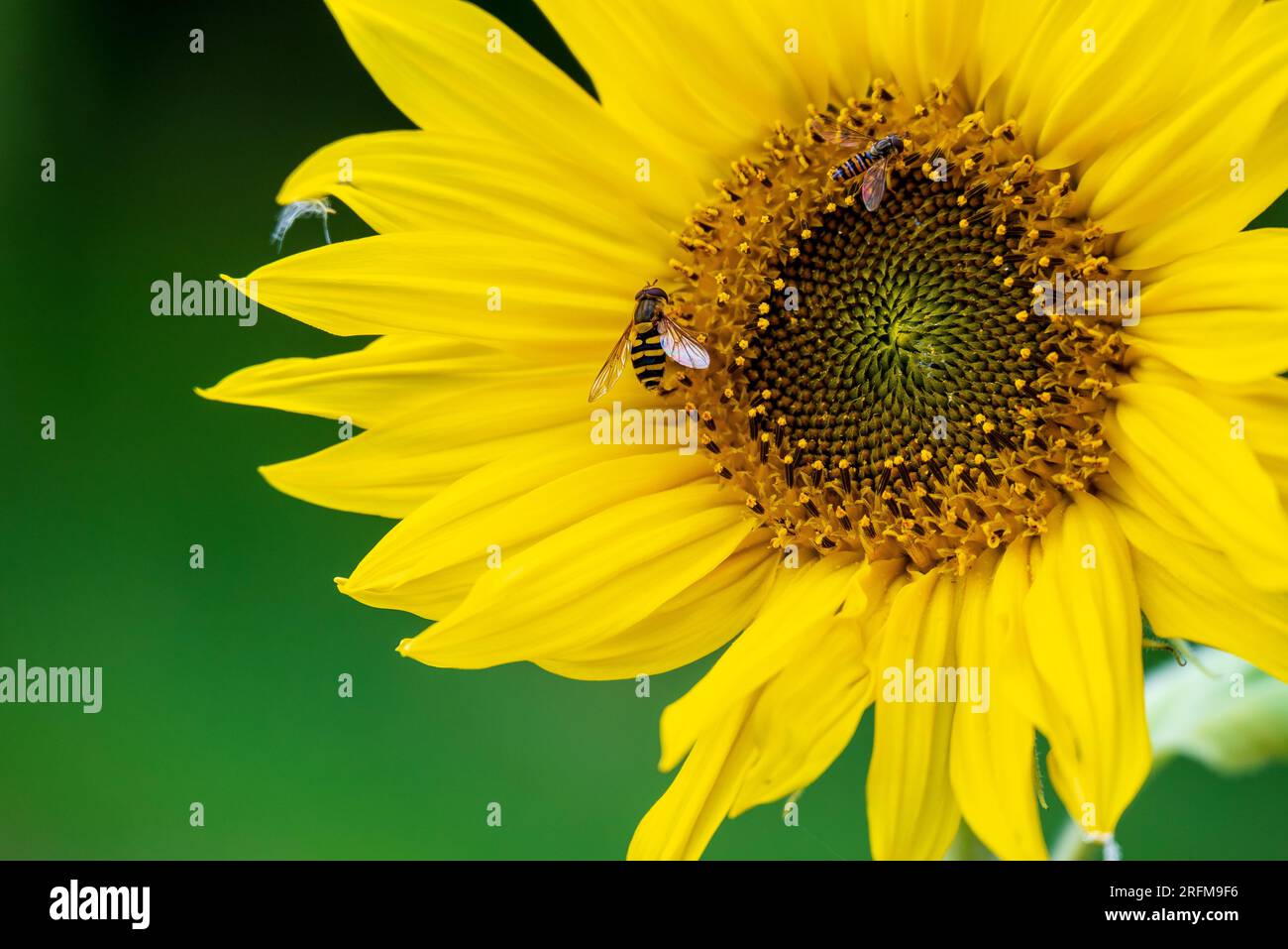 Floraison de tournesol avec hoverfly recueillant le pollen. Banque D'Images