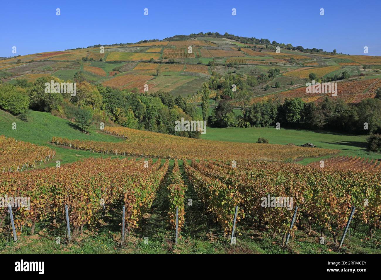 France, Saône-et-Loire (71), Saint-Vérand, le vignoble du Mâconnais, Bourgogne blanc (AOC) / France, Saône-et-Loire Saint-Vérand, le vignoble Mâconnais, Bourgogne Blanche (AOC) Banque D'Images