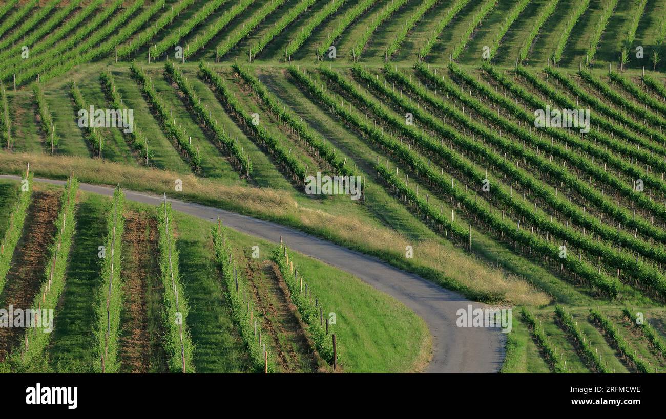 France, Côte-d'Or, paysage bourguignon du célèbre vignoble au printemps, détails des alignements Banque D'Images