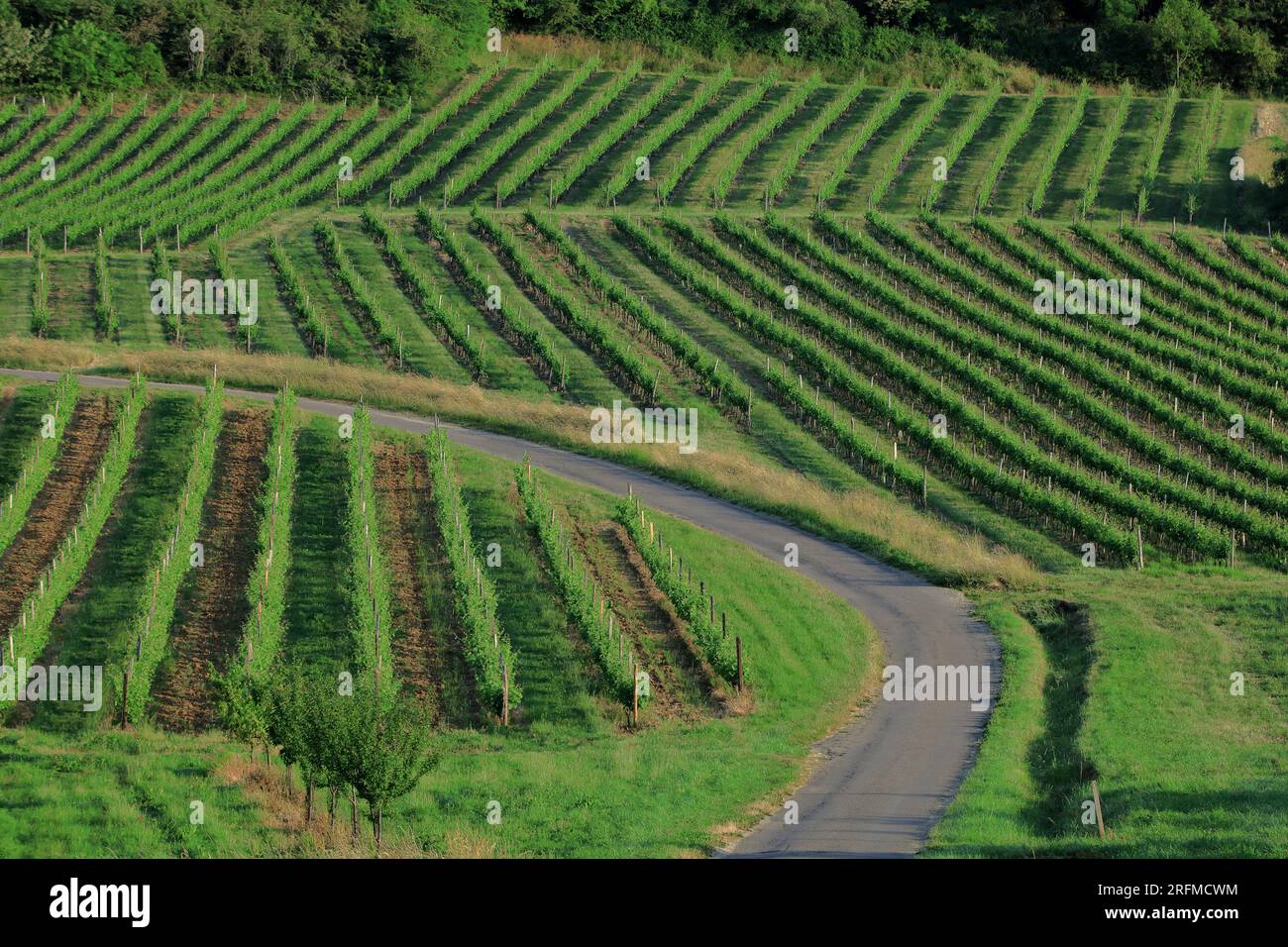 France, Côte-d'Or, paysage bourguignon du célèbre vignoble au printemps, détails des alignements Banque D'Images