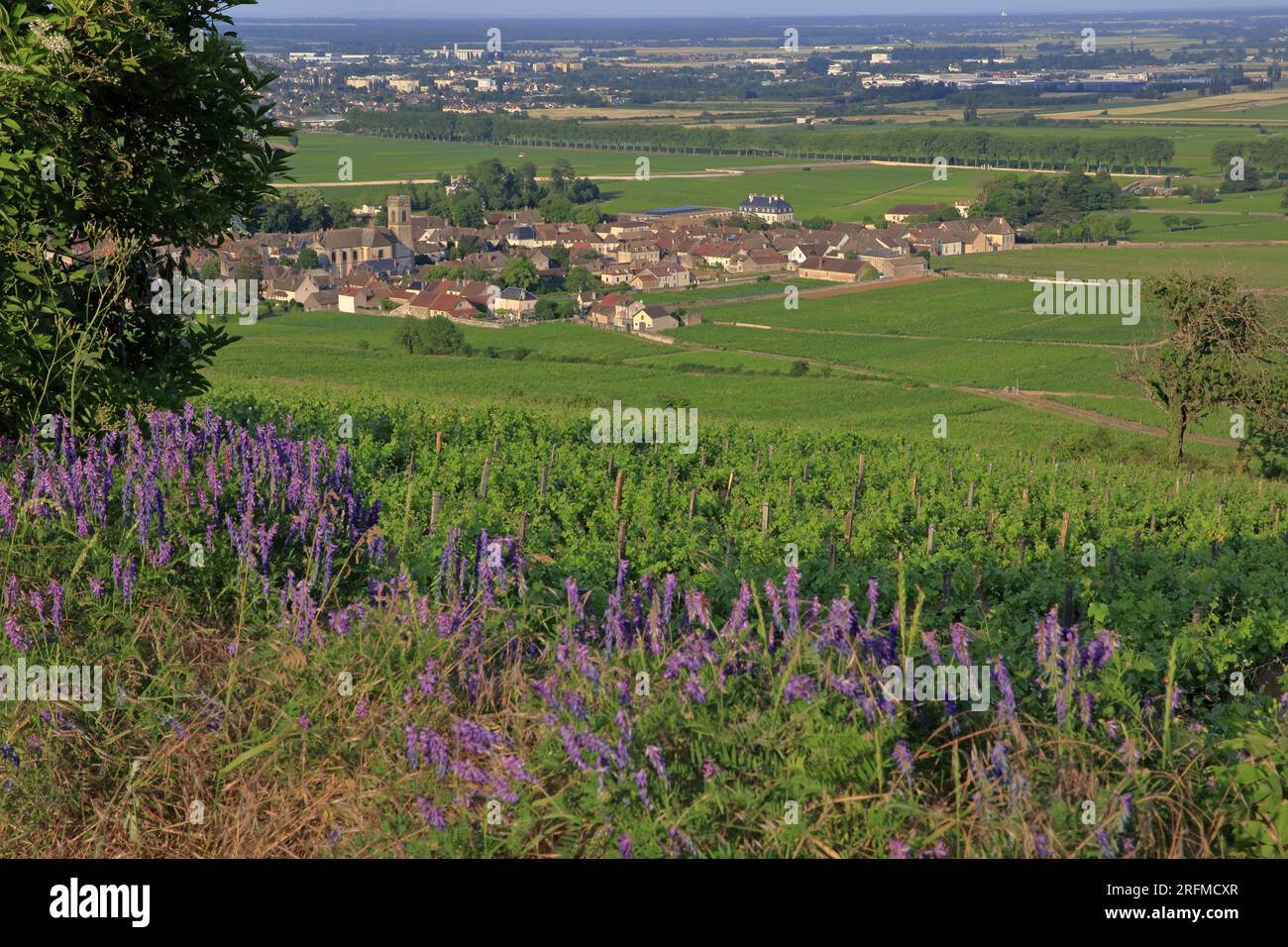 France, Côte-d'Or, Pommard, le village vu du célèbre vignoble Banque D'Images