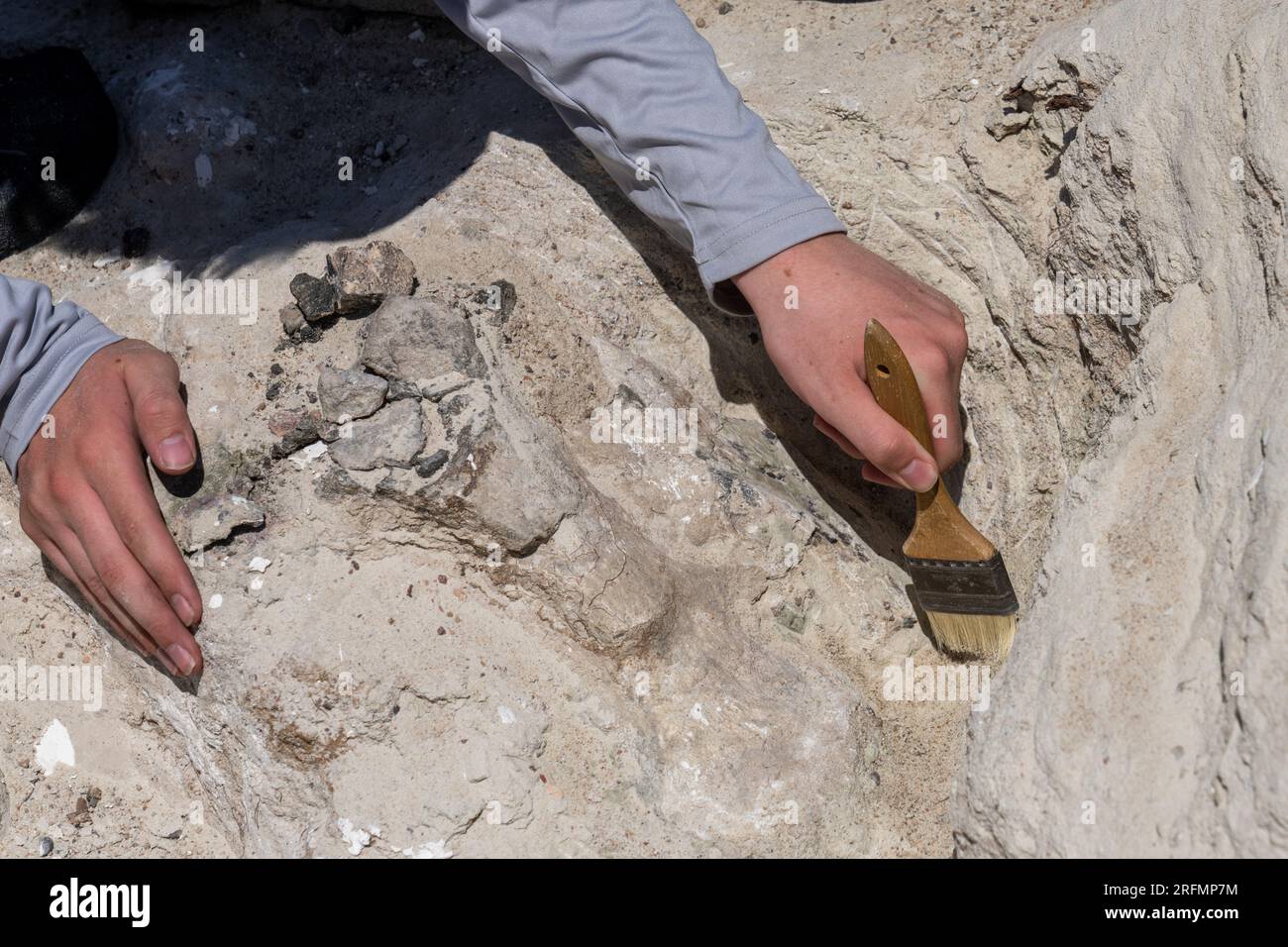 Fossile osseux de dinosaure enfermé dans du plâtre pour être retiré de la carrière de dinosaures Burpee dans le désert de Caineville près de Hanksville, Utah. Banque D'Images