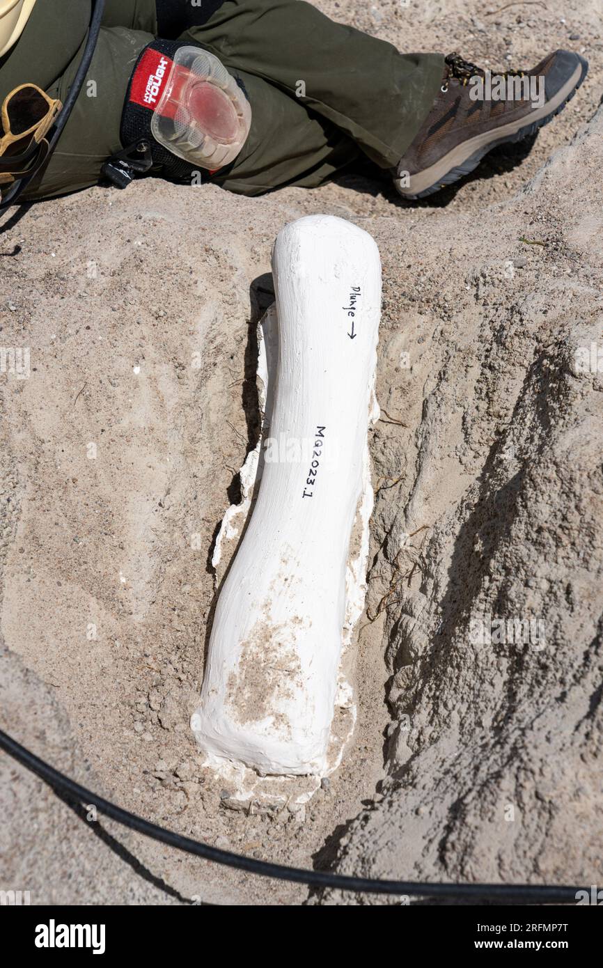 Fossile osseux de dinosaure enfermé dans du plâtre pour être retiré de la carrière de dinosaures Burpee dans le désert de Caineville près de Hanksville, Utah. Banque D'Images