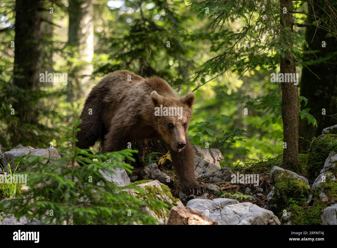 Ours brun - Ursus arctos Grand mammifère populaire des forêts et des montagnes européennes, Slovénie, Europe. Banque D'Images