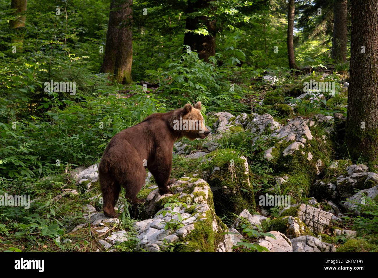 Ours brun - Ursus arctos Grand mammifère populaire des forêts et des montagnes européennes, Slovénie, Europe. Banque D'Images