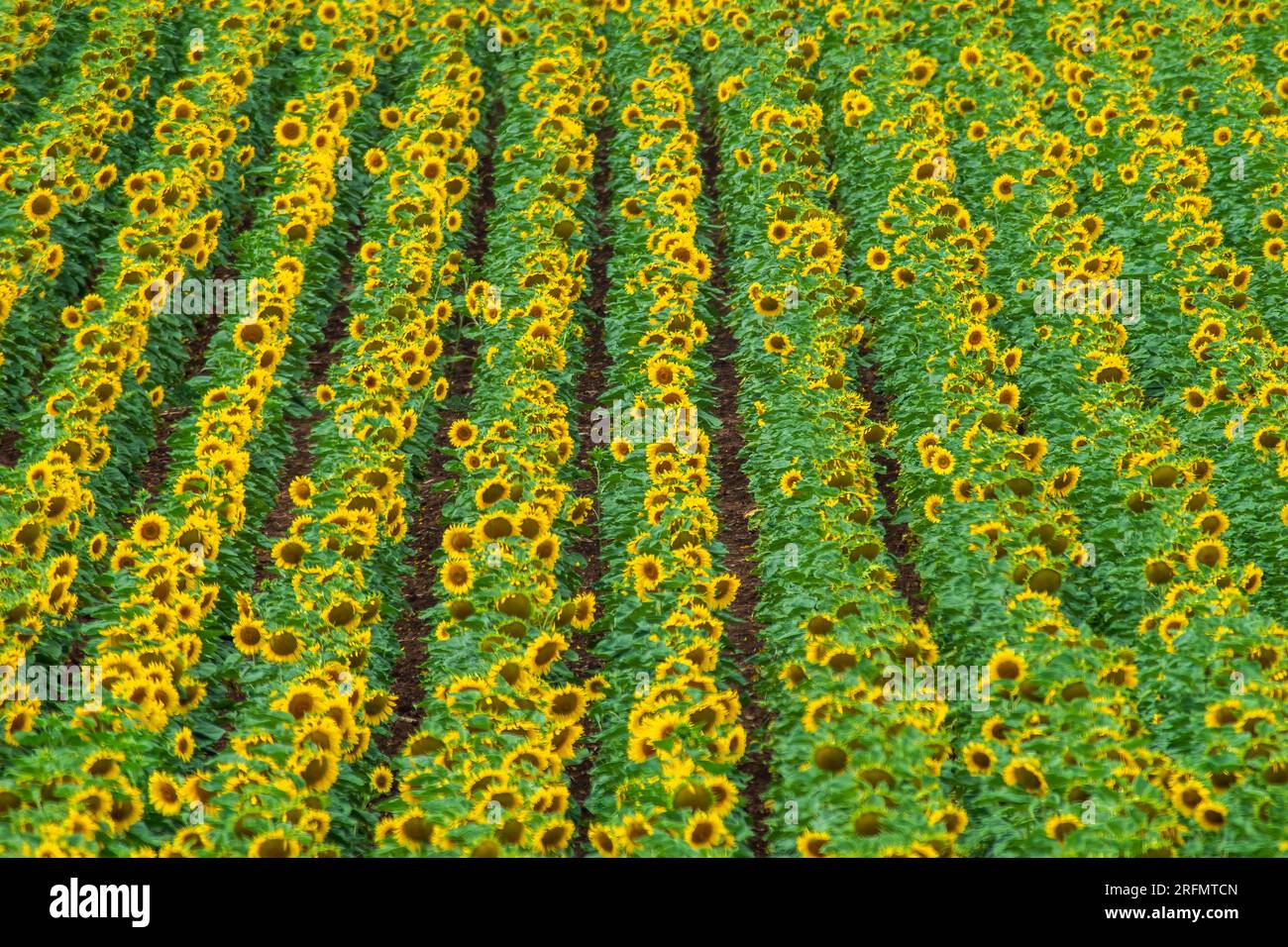 un champ avec des tournesols fleuris en été Banque D'Images