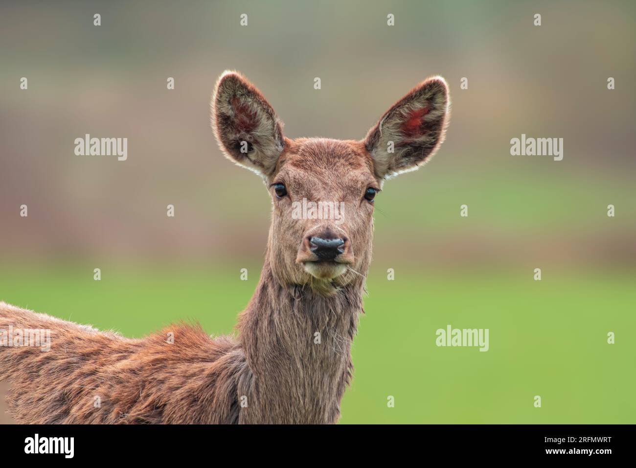 Portrait d'une biche de cerf rouge (Cervus elaphus) dans un pré Banque D'Images