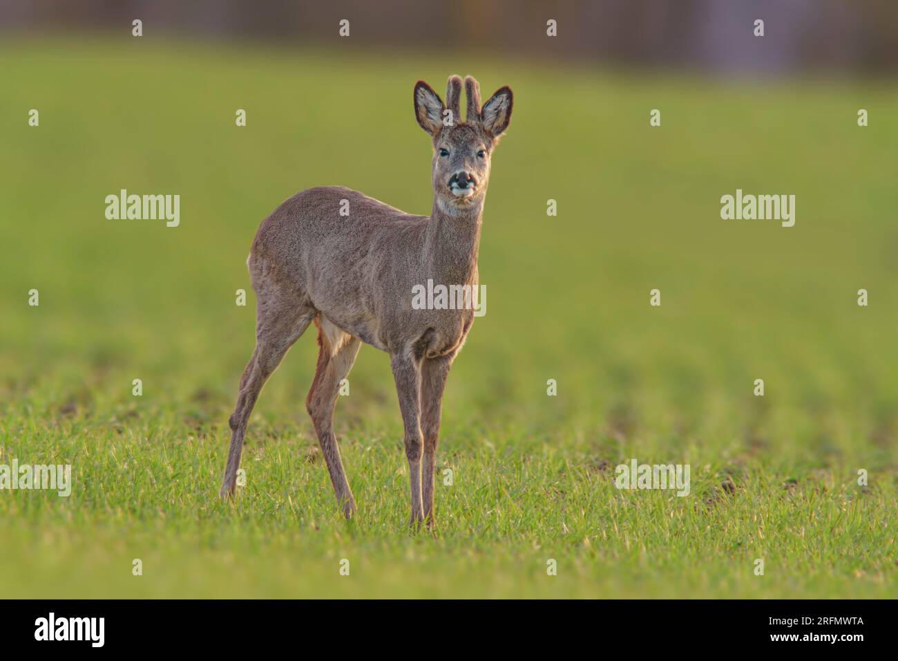 Un buck de chevreuil (Capreolus capreolus) se dresse sur une prairie verte et mange Banque D'Images