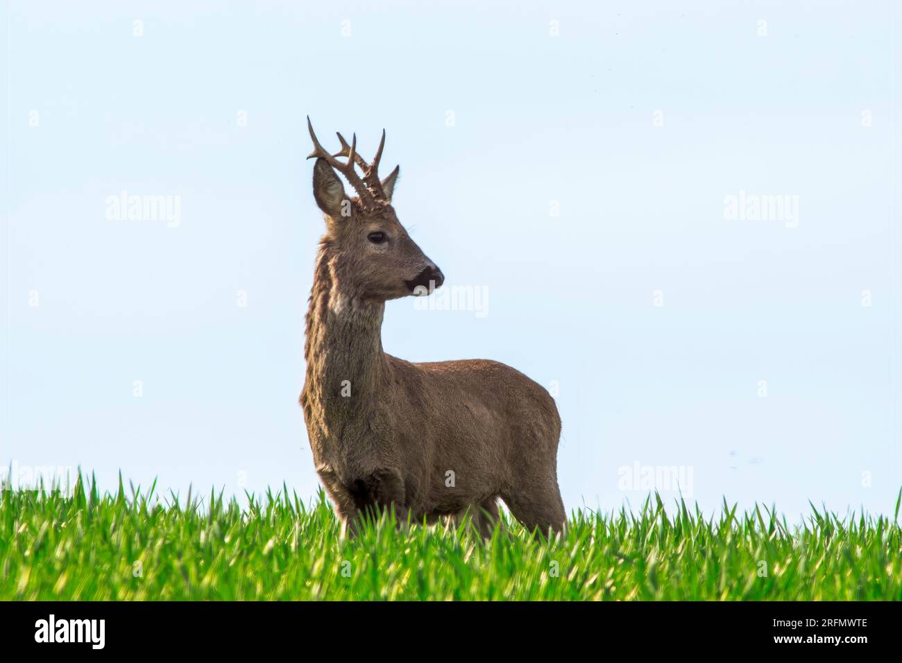 Un buck de chevreuil (Capreolus capreolus) se dresse sur une prairie verte et mange Banque D'Images