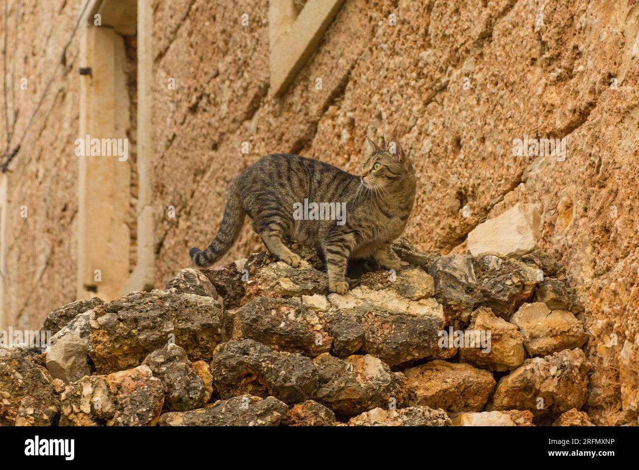 Un chat de rue sur un vieux mur de pierre historique dans le vieux towm de bol sur l'île de Brac en Croatie Banque D'Images