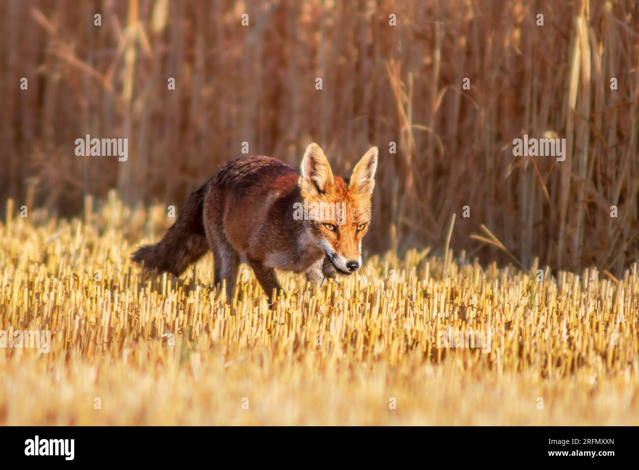 Un renard roux (Vulpes vulpes) se tient sur un champ de chaume récolté avec une souris dans son museau et cherche des proies Banque D'Images