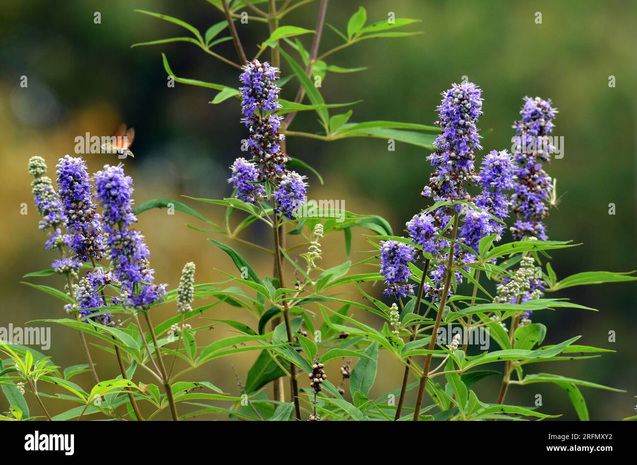 Vitex agnus-castus fleurit parmi lesquelles vole un colibri-papillon (Macroglossum stellatarum). Banque D'Images