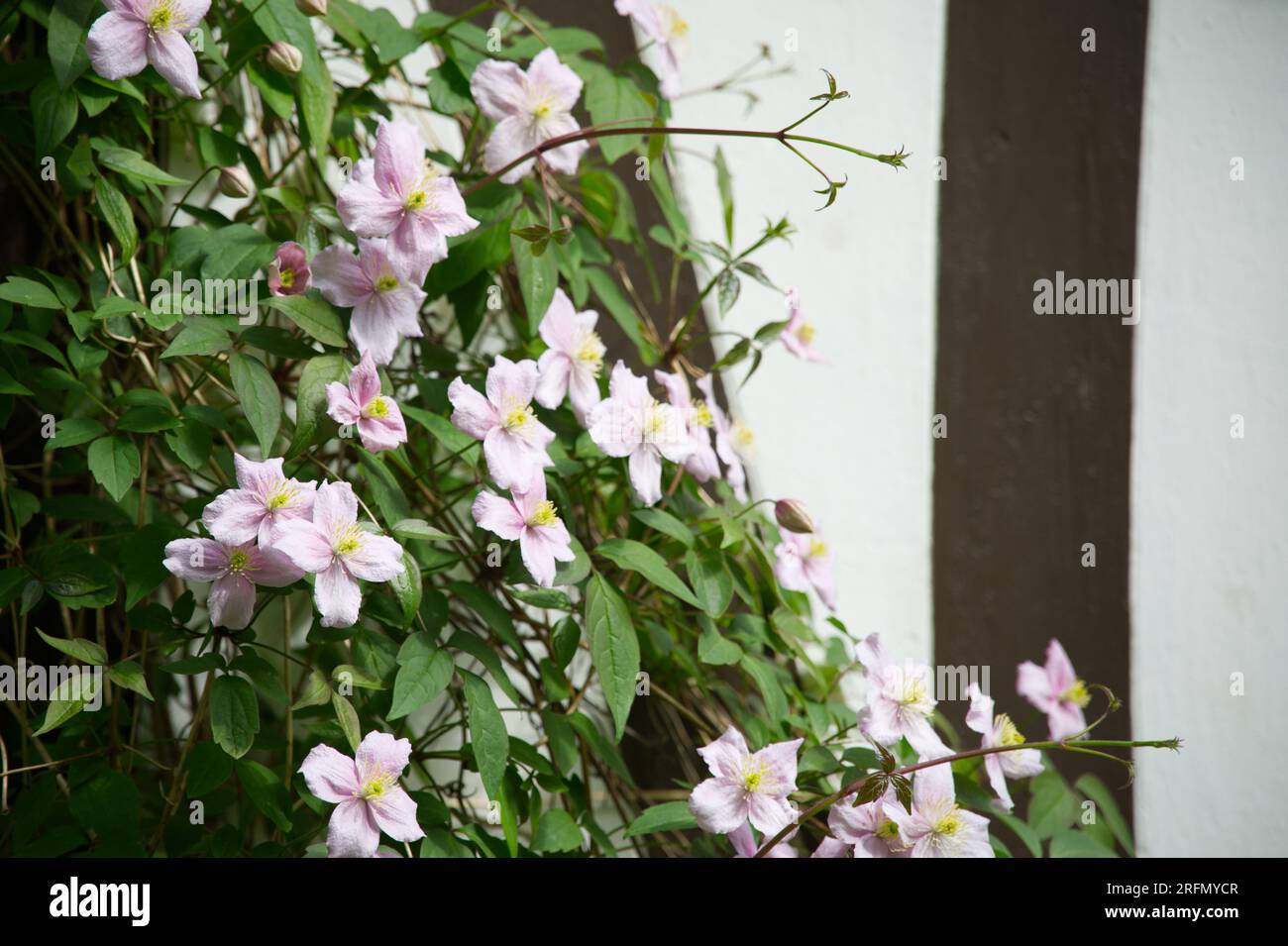 Fleurs de printemps roses de Clematis montana Kiel, Allemagne Mai Banque D'Images