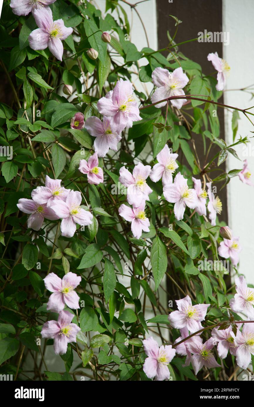 Fleurs de printemps roses de Clematis montana Kiel, Allemagne Mai Banque D'Images