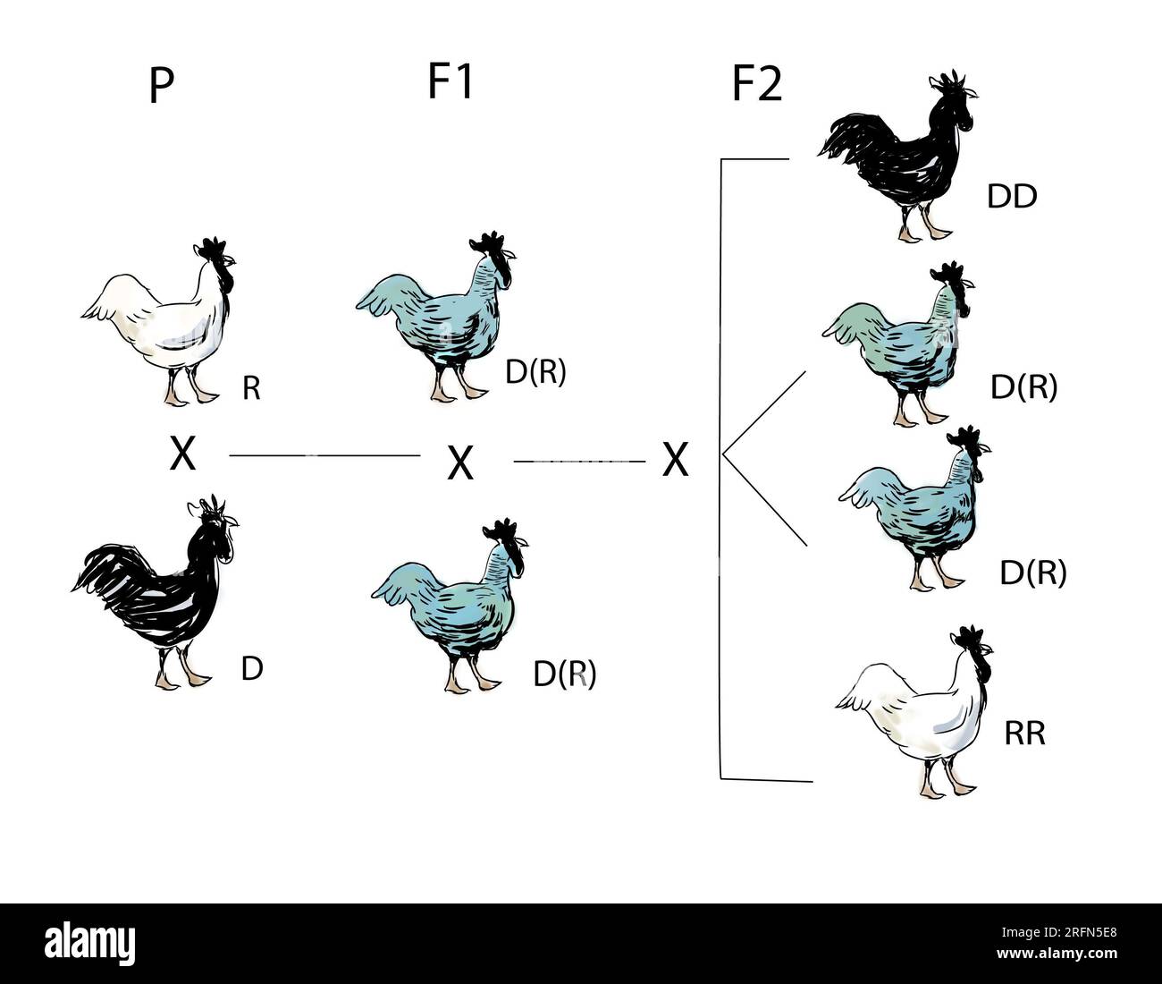 Tableau mendélien pour les poulets. P est la génération parente avec des gènes noirs (dominants) et blancs (récessifs). F1 est la génération hybride des Andalous «bleus», montrant une dominance imparfaite. F2 est la prochaine génération avec 25 % de noir (DD), 50 % de bleu (DR) et 25 % de blanc (RR). Banque D'Images