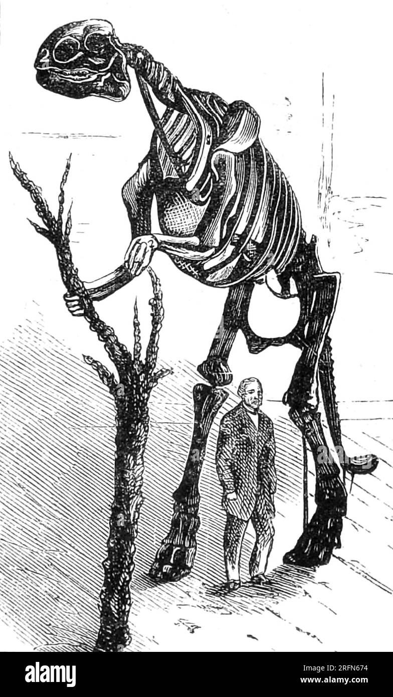 Benjamin Waterhouse Hawkins et le hadrosaurus (Hadrosaurus foulkii). Il s'agit de la première reconstruction de squelette de dinosaure monté au monde, à partir de 1858. Le spécimen a été trouvé en 1858 dans la formation de Woodbury dans le New Jersey, la première espèce de dinosaure connue à partir de dents isolées identifiées en Amérique du Nord. Benjamin Waterhouse Hawkins (1807-1894) était un sculpteur anglais et un artiste d'histoire naturelle connu pour son travail sur les modèles grandeur nature de dinosaures dans le Crystal Palace Park dans le sud de Londres. Illustration de Sketches of Creation par Alexander Winchell, 1872. /n. Banque D'Images