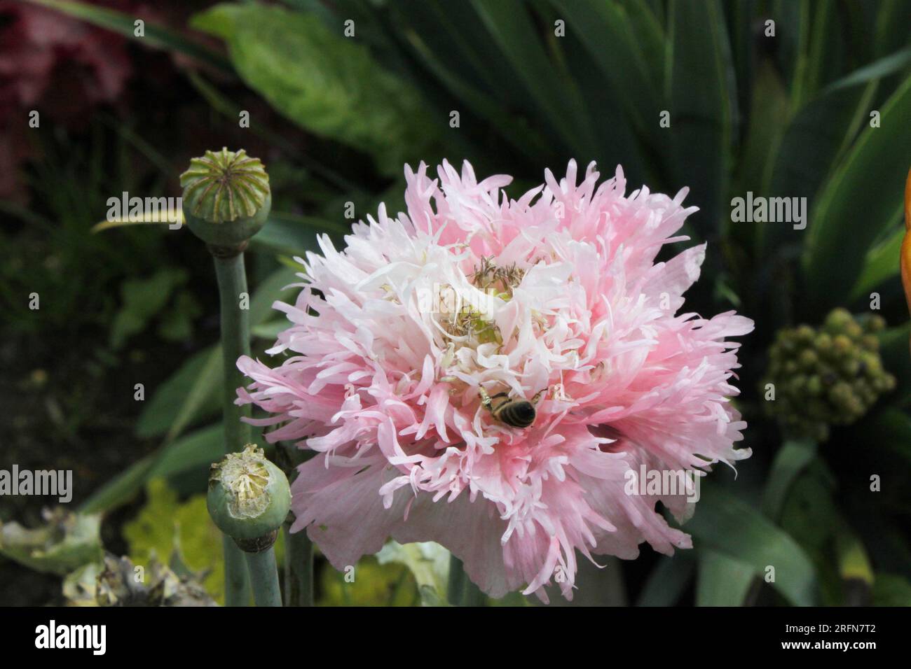 Insectes récoltant le pollen des coquelicots Lilac Pom Pom Banque D'Images