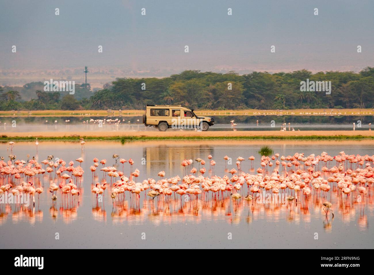 Un troupeau de flamants roses de moindre importance se nourrissant au marais Enkongo Narok au milieu de véhicules de safari au parc national d'Amboseli au Kenya Banque D'Images