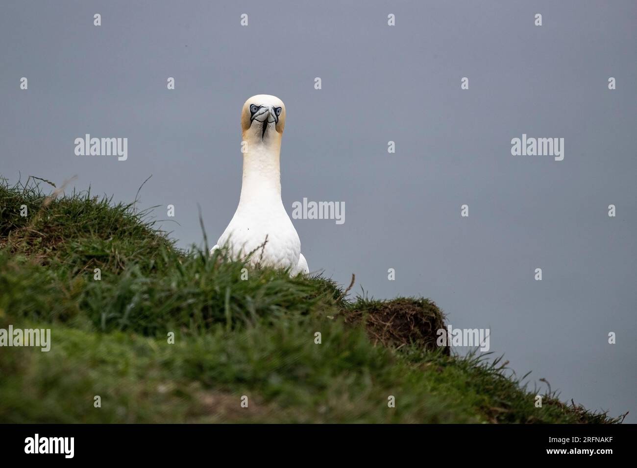 Morus bassanus, une espèce agressive, avec des yeux pénétrants regardant le sommet de la falaise à Bempton dans le Yorkshire de l'est, au Royaume-Uni Banque D'Images