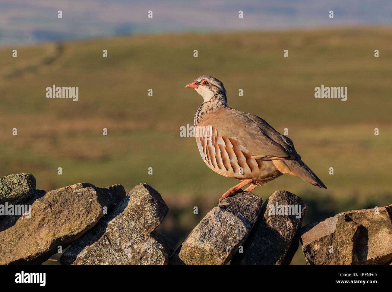 Une perdrix à pattes rouges française perchée sur un mur de pierre sèche contre une toile de fond du Yorkshire Moors Yorkshire UK Banque D'Images