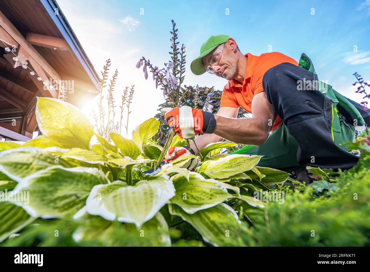 Travailleur de jardin professionnel prenant soin des plantes de jardin de cour arrière pendant la saison d'été Banque D'Images