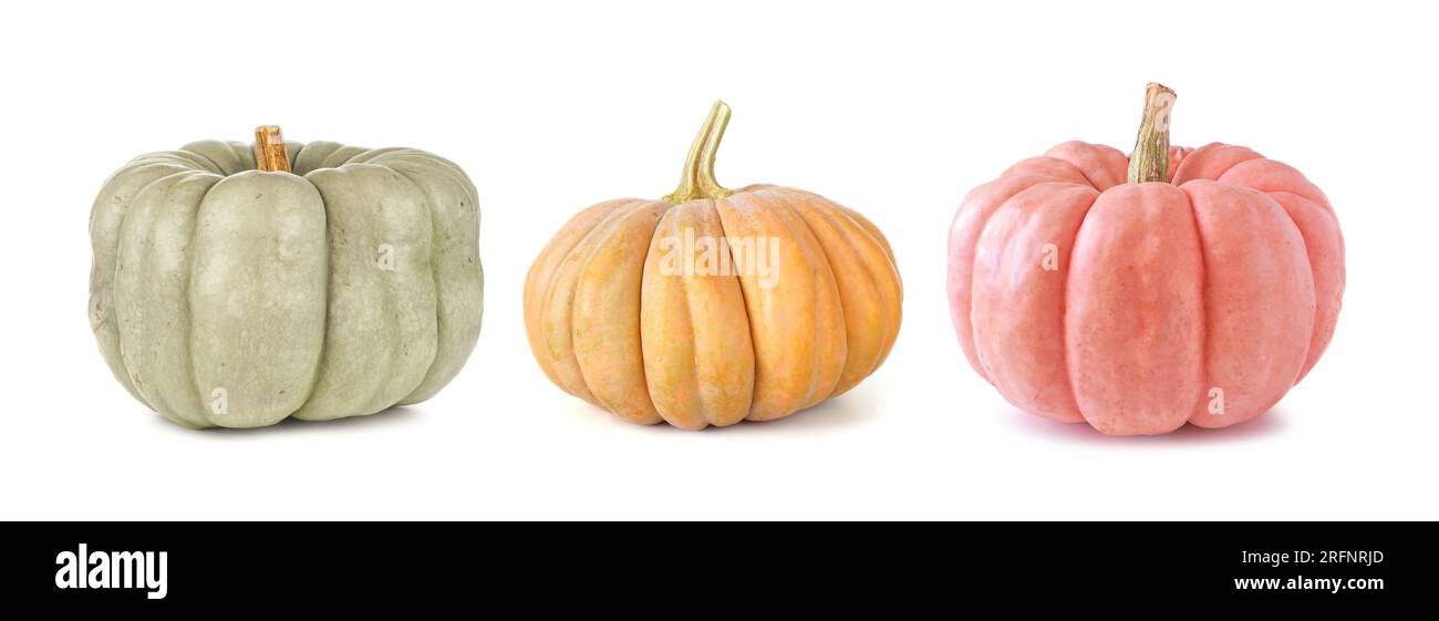 Citrouilles d'automne isolées sur un fond blanc. Assortiment de citrouilles héritées vertes, oranges et roses. Poupée bleue, givre d'automne et variété de poupée en porcelaine Banque D'Images