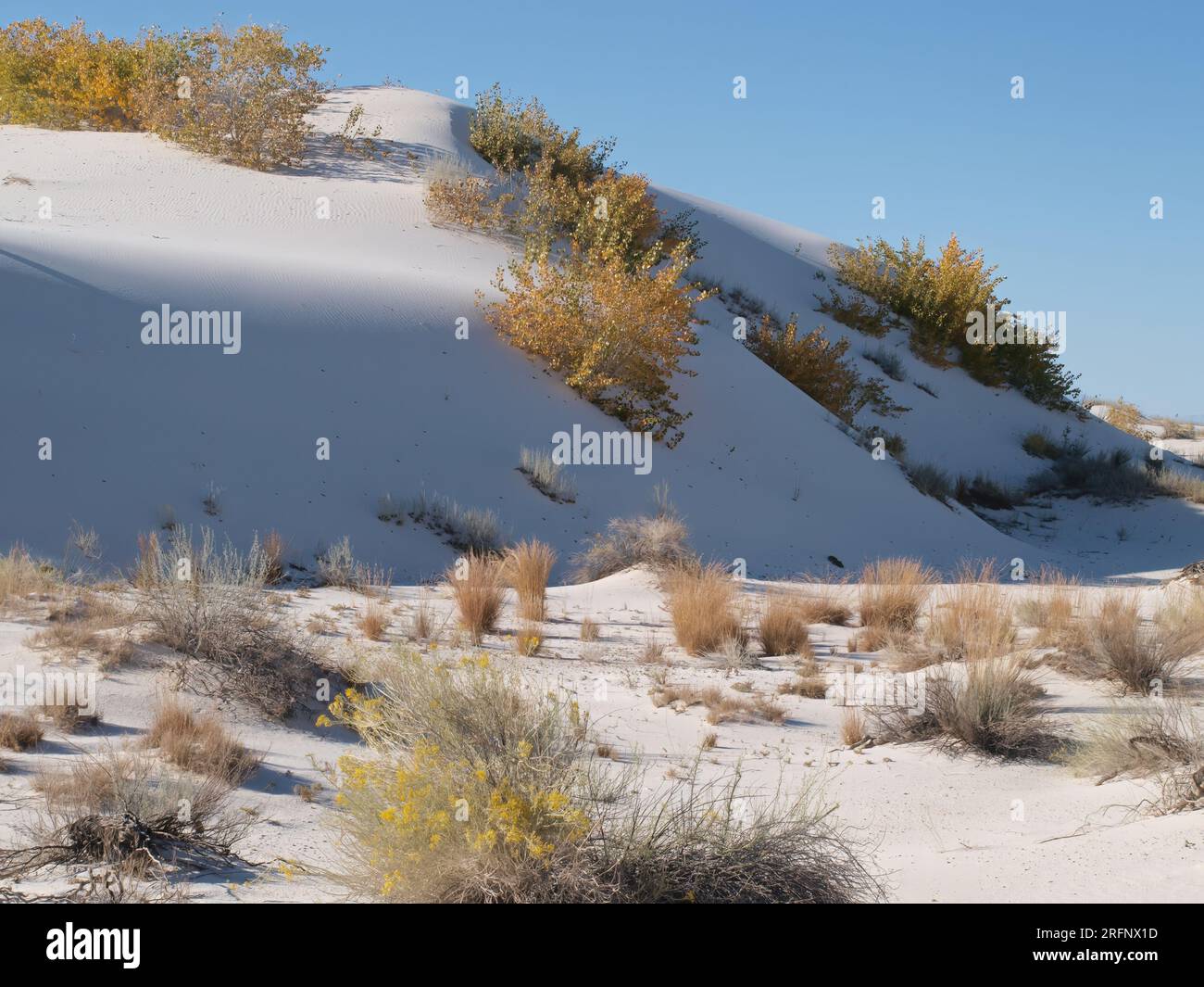 Dunes et base des dunes du parc national de White Sands Banque D'Images
