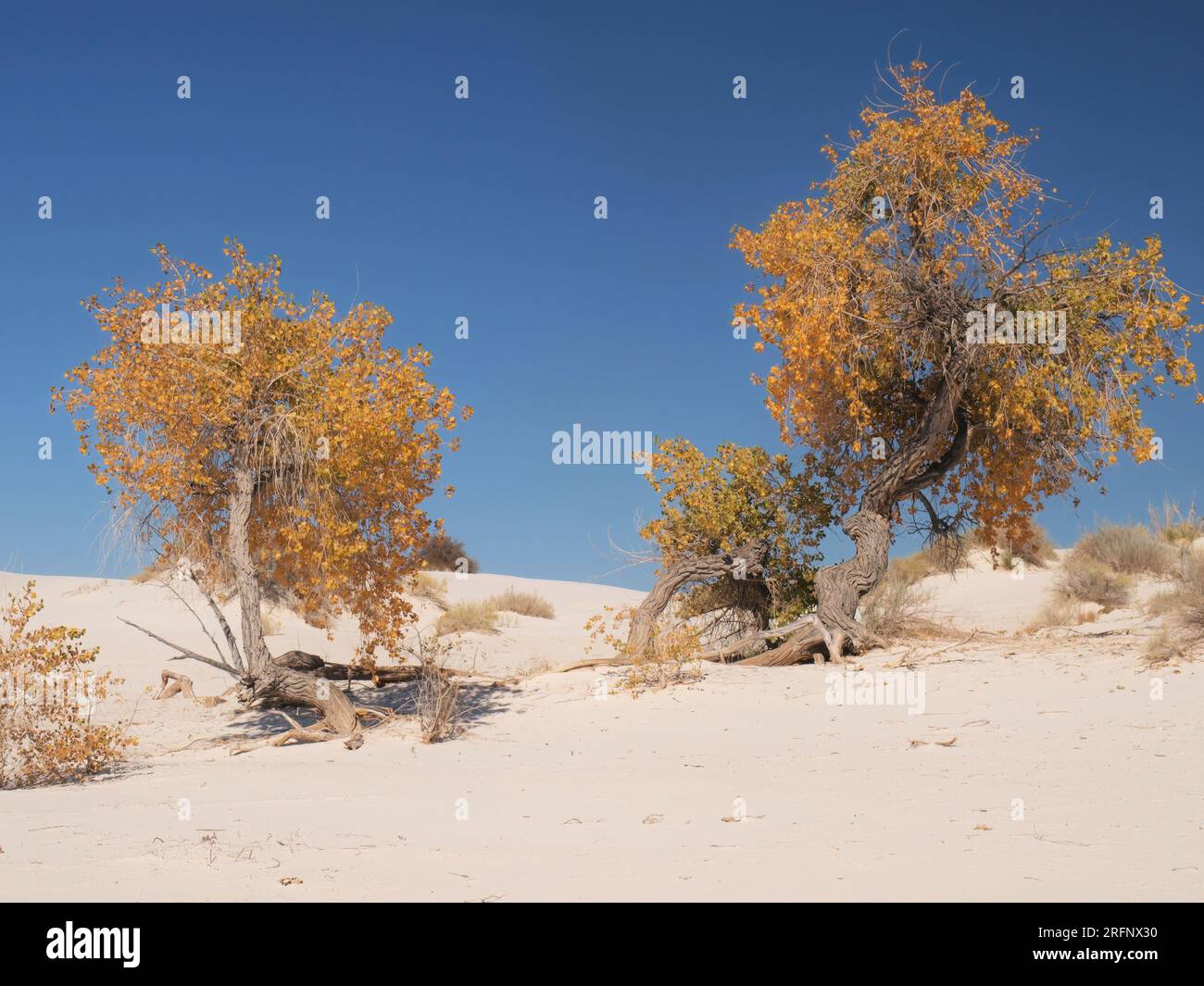 Deux cottonwoods d'automne au parc national de White Sands, Nouveau-Mexique Banque D'Images