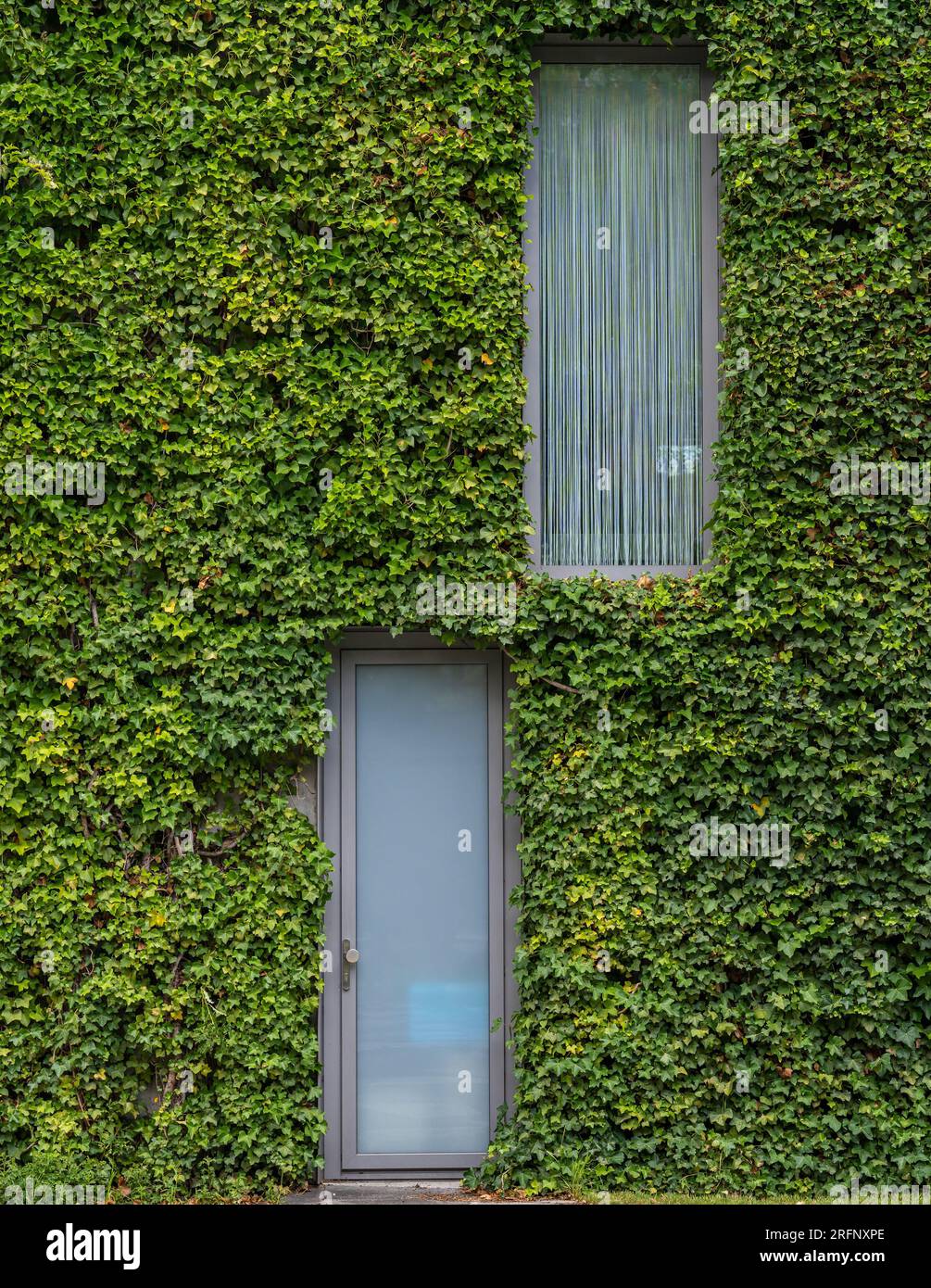 Vert, mur vivant de la maison moderne, plante grimpante couvrant l'extérieur de la maison autour de la porte et de la fenêtre Banque D'Images