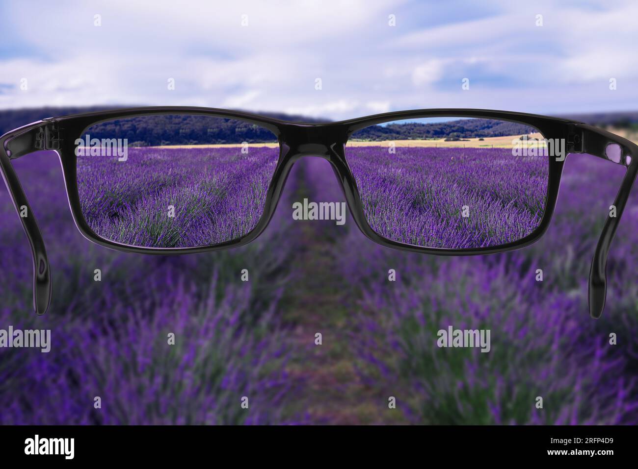 Correction de la vision. Champ de lavande devenant plus clair en regardant à travers des lunettes Banque D'Images