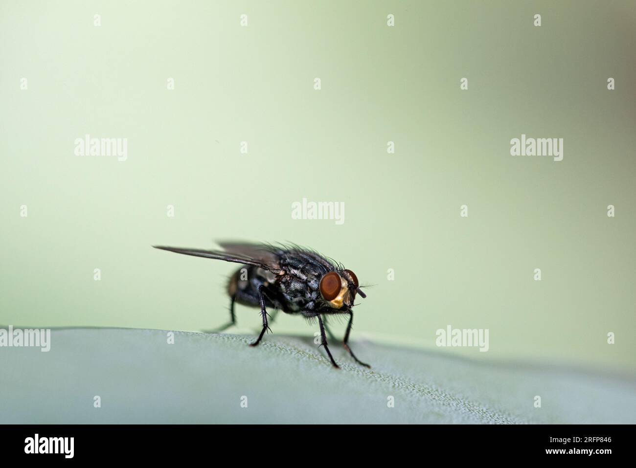 Volez sur agave Banque D'Images