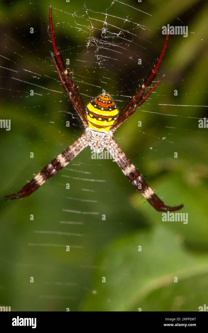 Saint Andrew's Cross Spider, Argiope keyserlingi, ou Northern Saint Andrew's Cross Spider Argiope aethea, Malanda, Australie. Banque D'Images