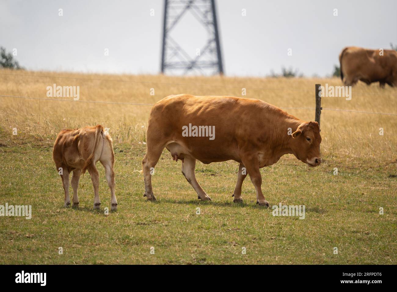 Vache brune européenne avec son veau sur le pâturage en été Banque D'Images