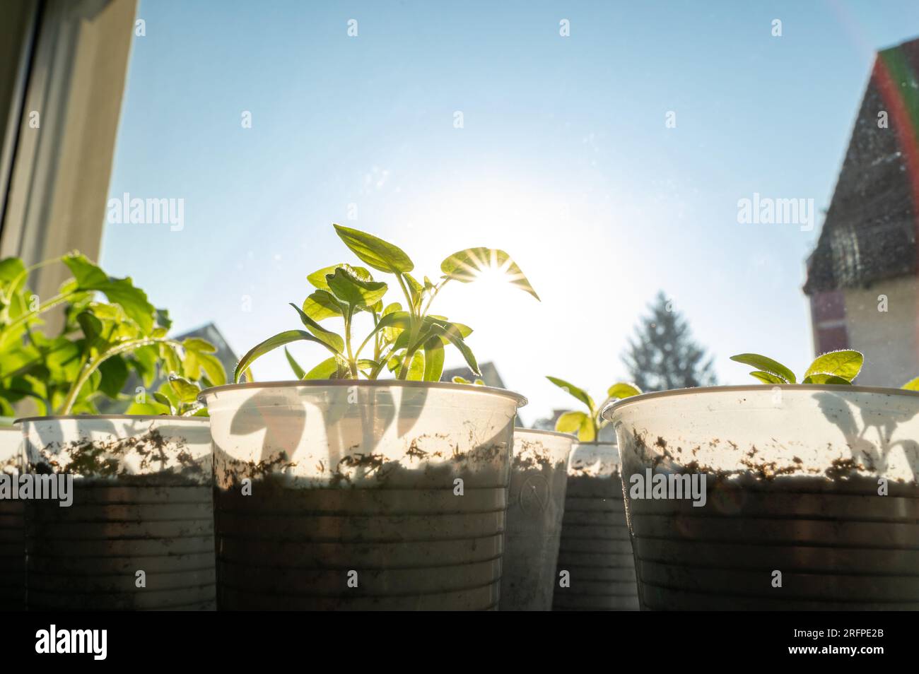 Les jeunes tomatoes germent sur le rebord de la fenêtre par une journée ensoleillée au printemps Banque D'Images