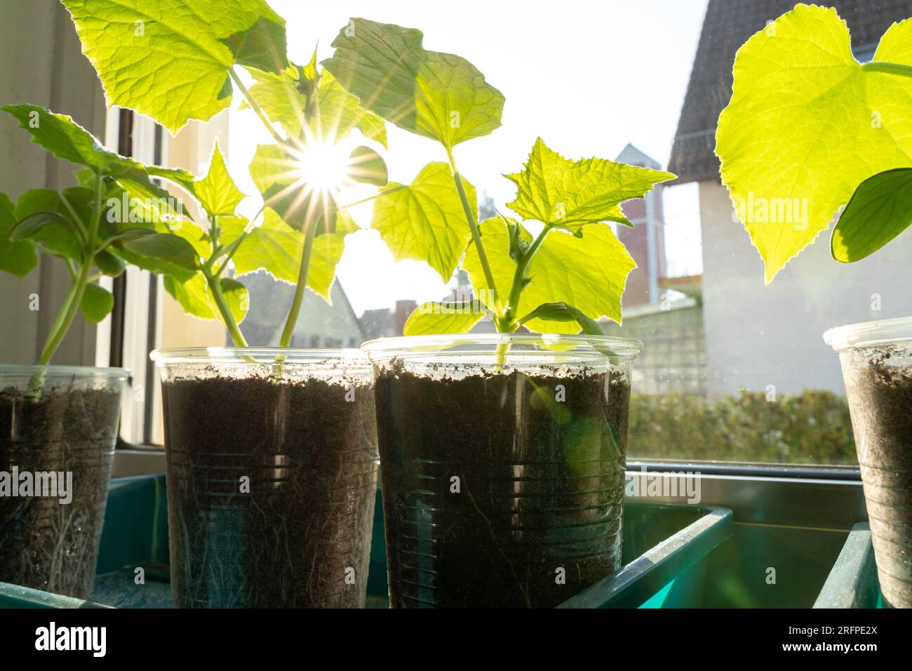 Cultiver des plants de concombres sur le rebord de la fenêtre par une journée ensoleillée au printemps Banque D'Images