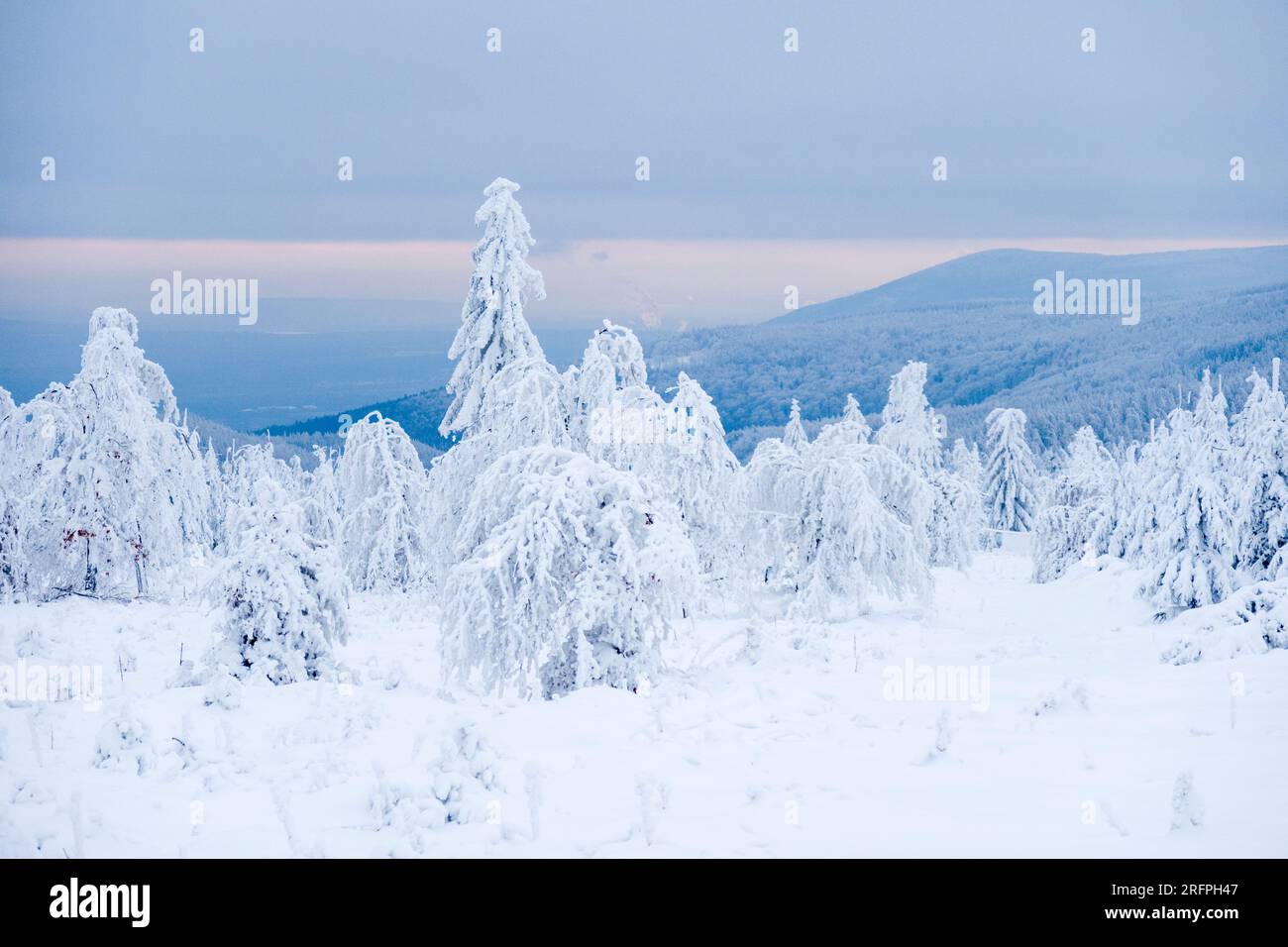 Paysage d'hiver avec des arbres, le gel de hoar et la neige sur un jour couvert dans les montagnes de minerai. Banque D'Images