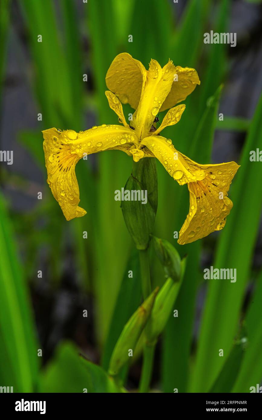 Floraison d'Iris pseudacorus au bord de l'étang par jour pluvieux Banque D'Images