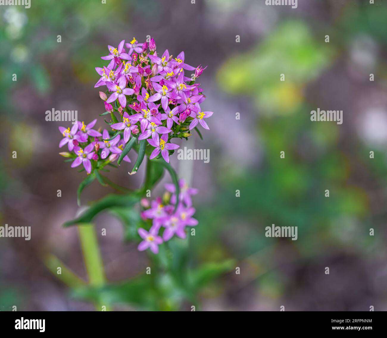 Centaury européenne (Centaurium erythraea Rafn) floraison dans les Abruzzes Banque D'Images
