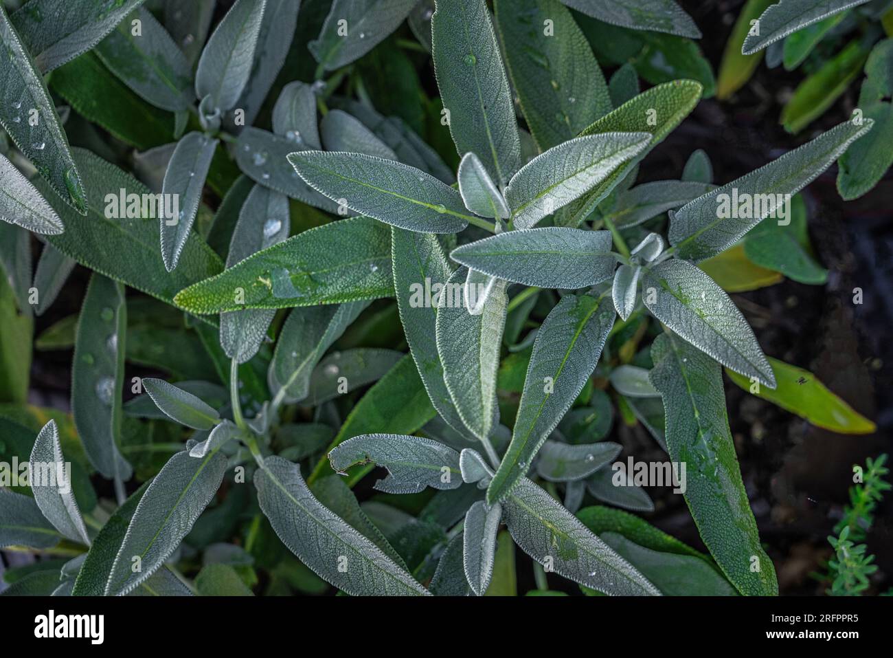 Bush de sauge commune ou salvia officinalis utilisé en médecine et en cuisine. Image macro de sauge aromatique vue d'en haut au marché fermier Banque D'Images